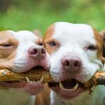 The Importance of Hiring Abogados de Accidentes Riverside for a Dog Bite Injury